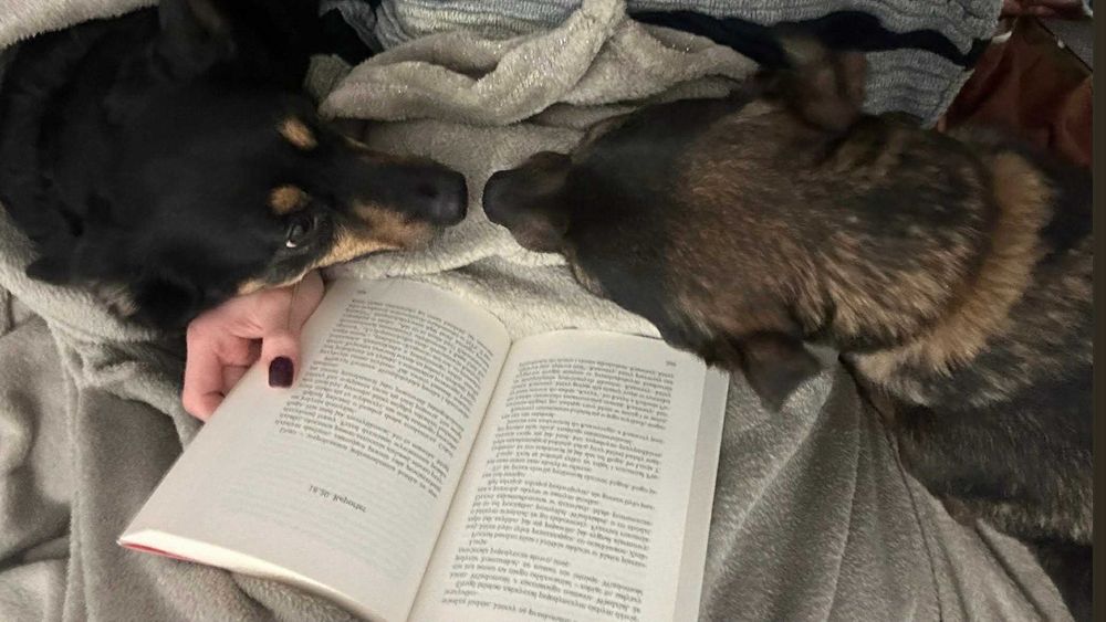 pilnie szukamy domku dla małego pieska