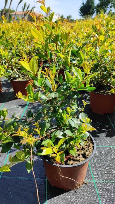 Eugenia Newport 50CM-100CM-150CM-200CM-250CM-300CM-350CM-400CM