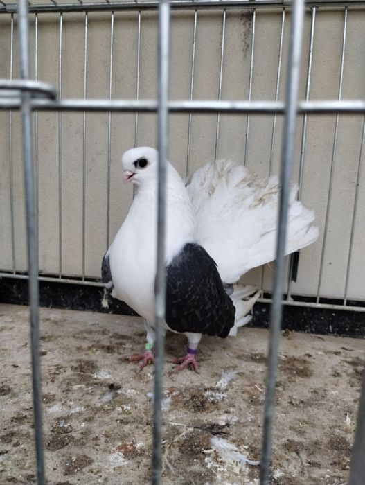 Sprzedam gołębie rasy czylik rostowski.