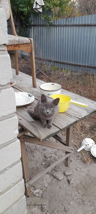 Отдам котят в хорошие руки очень игровые и ласковые