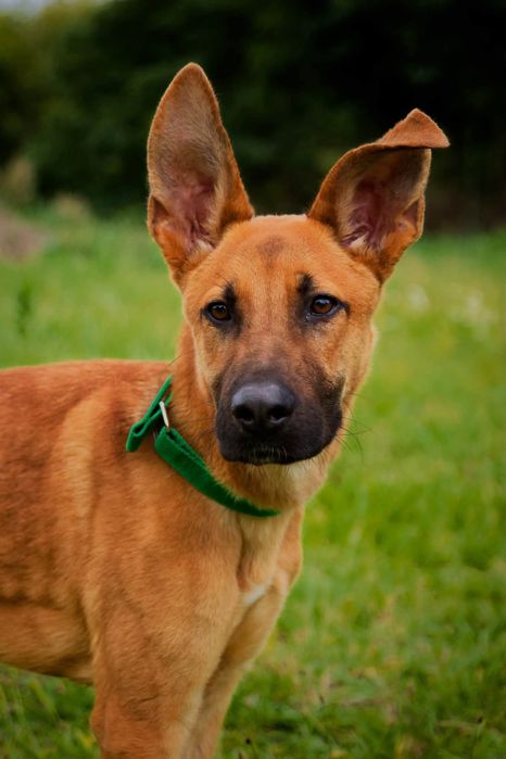 Scooby, młody roczny pies szuka domu