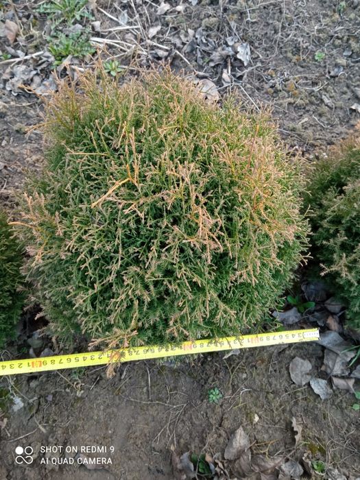 Продам Туя Ельвангера