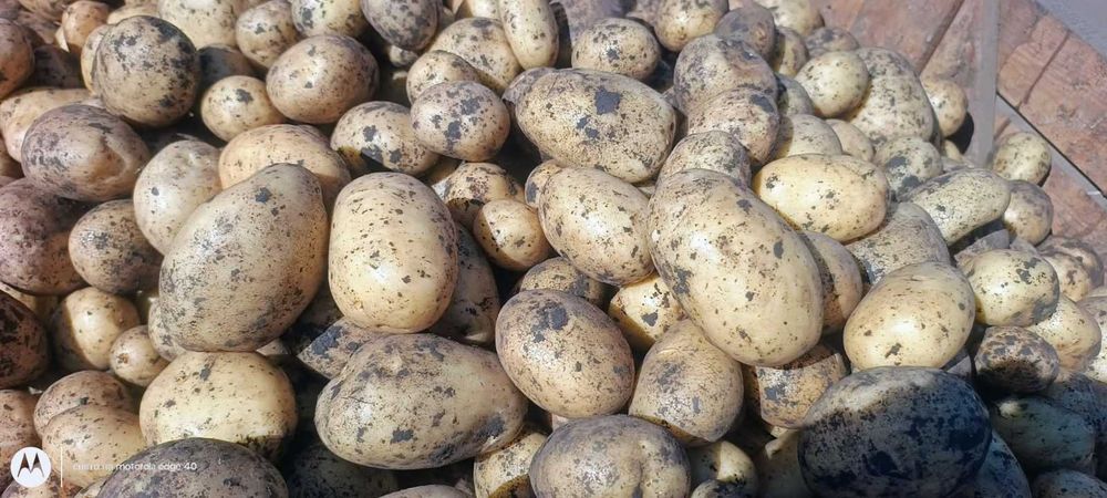 Картопля. Врожай 2025 року.Оркестра