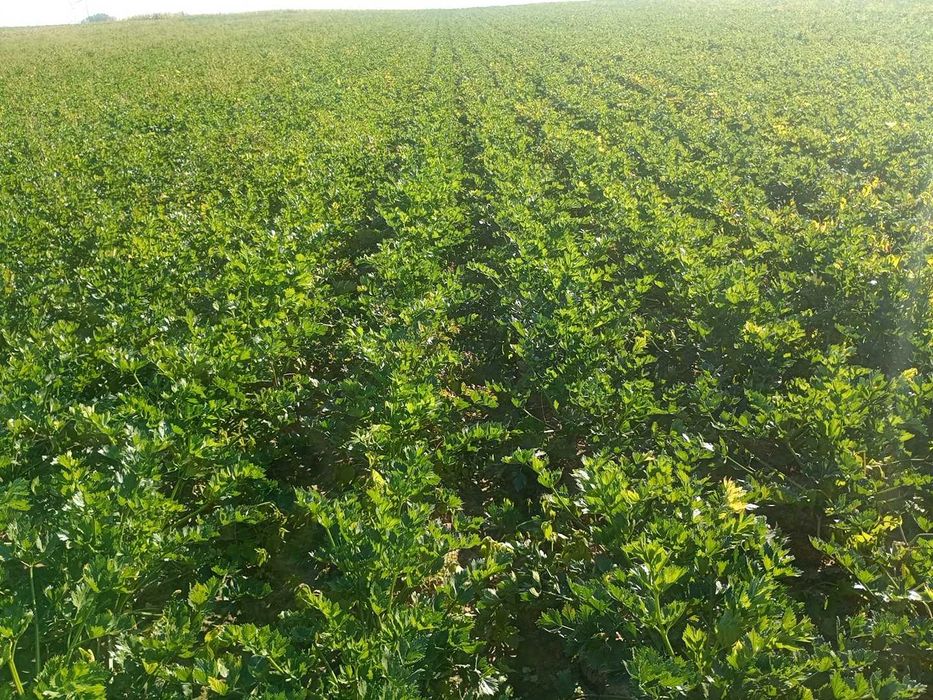 kapusta Biała Włoska ziemniaki seler