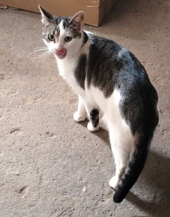 Henio kto go pokocha