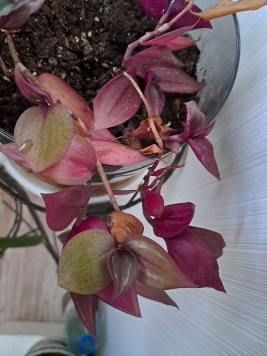 Традесканции,  черенки