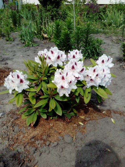 Рододендрон ! Червоний , фіолетовий , біло-рожевий , малиновий.