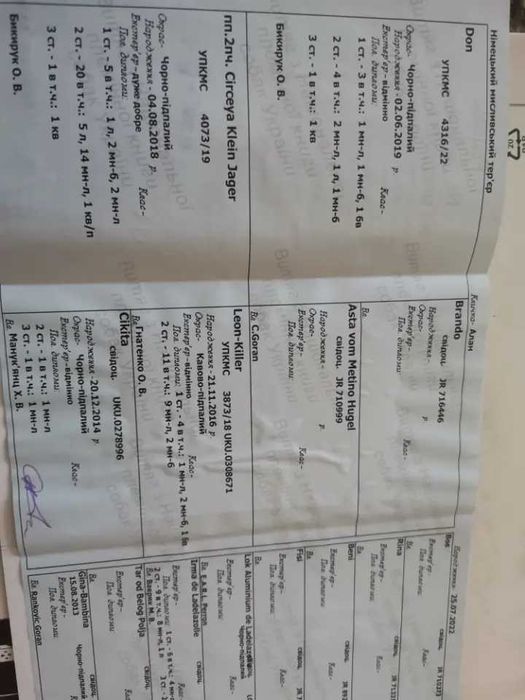 Ягдтер'єр щенята