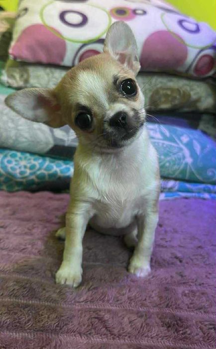 Przepiekna Suczka XXS Chihuahua