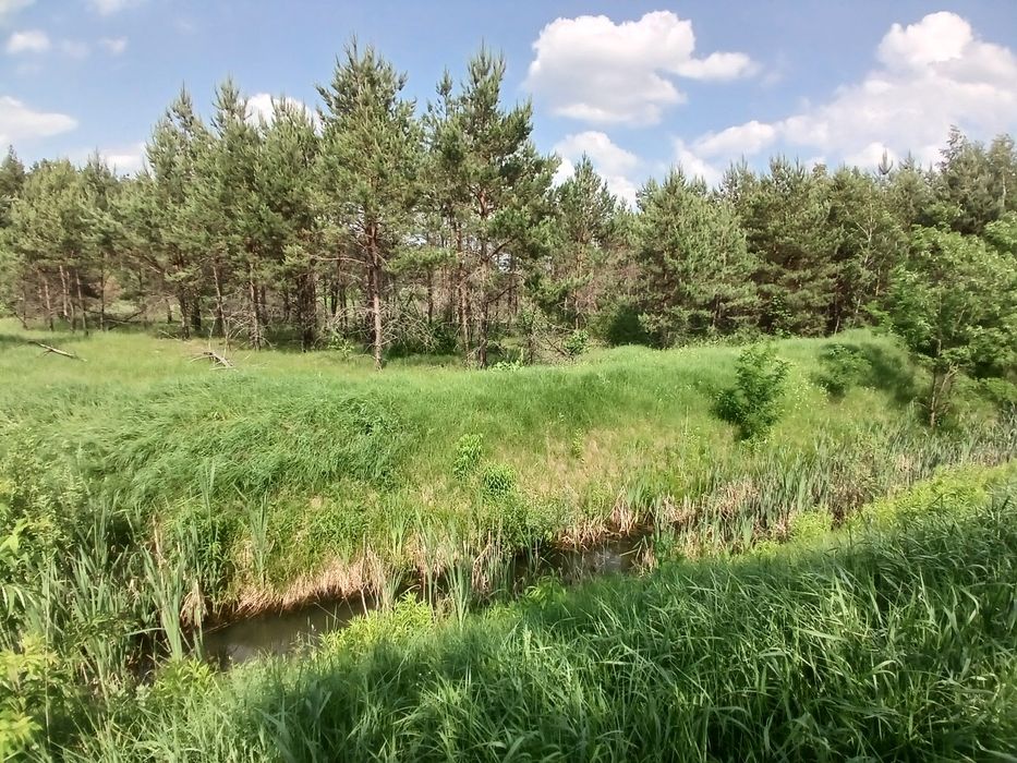 125 соток з соснами, власна водойма, прямий вихід до лісу Мотижин
