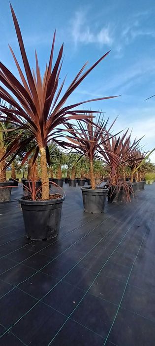 Kordylina Cordyline Australis wielopienne MEGA EGZEMPLARZE