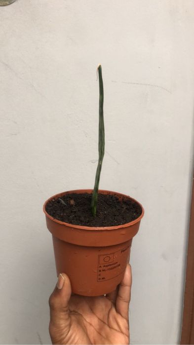 Snack plant. only peak up