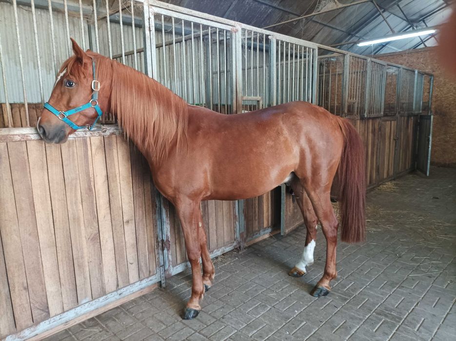 Cavalo cruzado luso-árabe