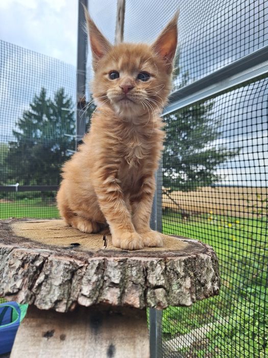 Rudy Mainecoon kocurek