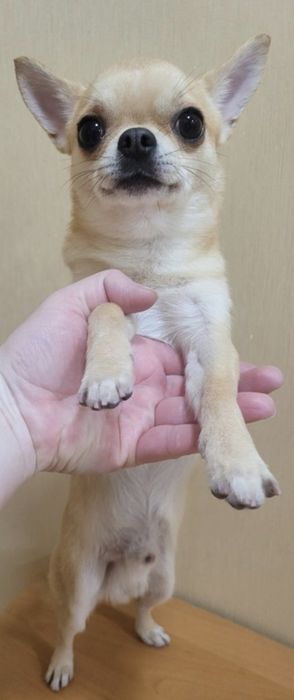 Вязка Чихуахуа мальчик