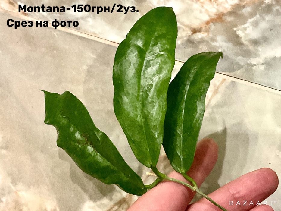 Хойя сорта срез