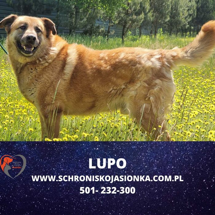 LUPO do adopcji – Schronisko Jasionka