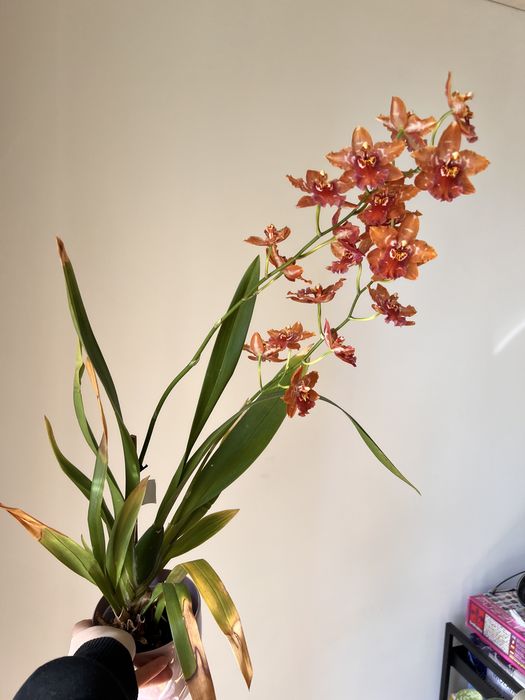 Орхідея камбрія Odontioda mix, з новим ростом