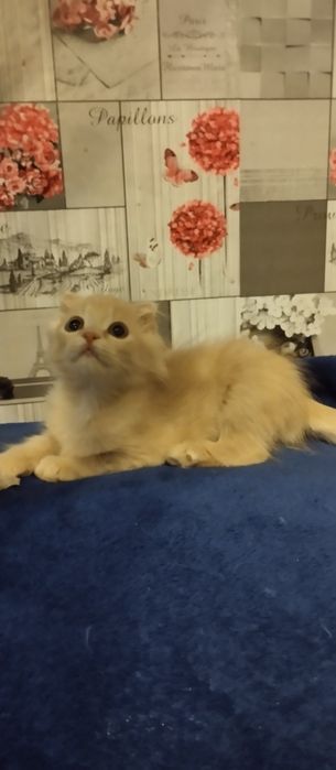 Кошеня шотландське висловухе міні.