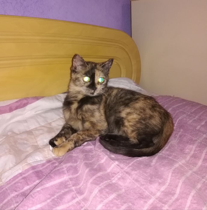 Кiшечка в добрi руки