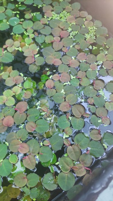 Mini lago com plantas e peixes