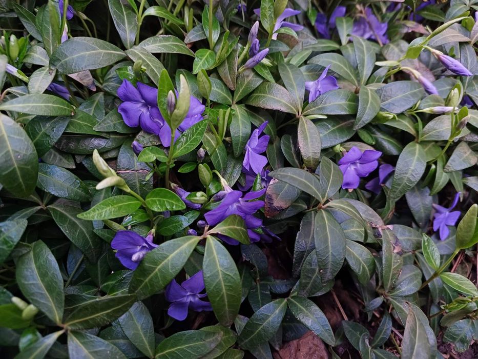 Барвінок, великі кущики