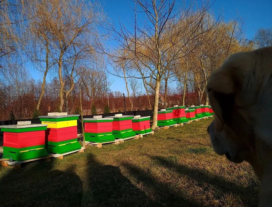 Miód spadziowy liściasty z wysyłką