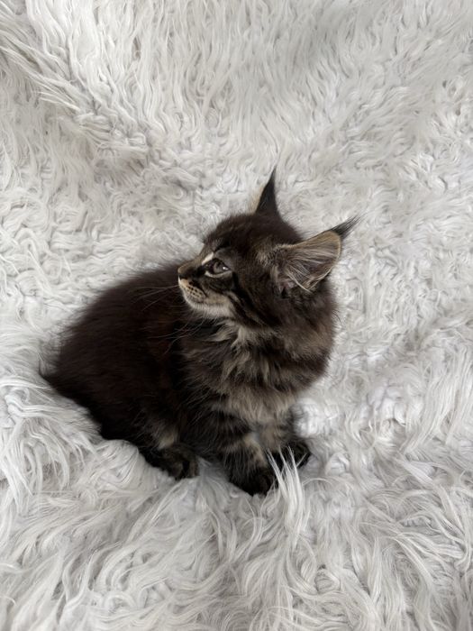 MAINE COON - kotka