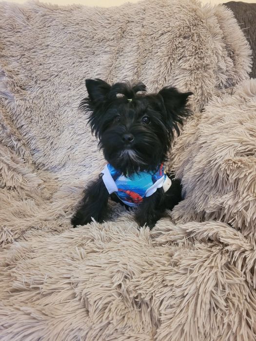 Yorkshire Terrier Black