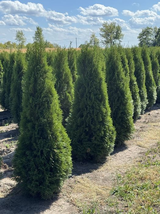 Gęsta Tuja Szmaragd 160-170cm Dostawa Sadzenie Producent