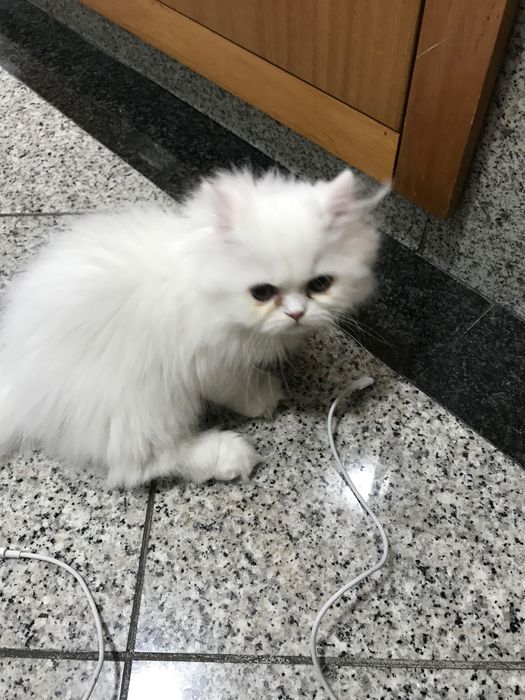 GATINHA PERSA BRANCA (Olhos verdes/Azuis)