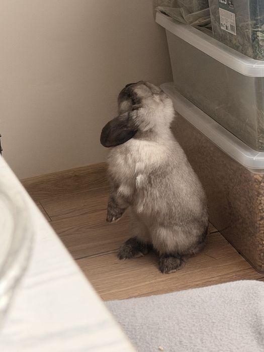 Samiczka mini lop