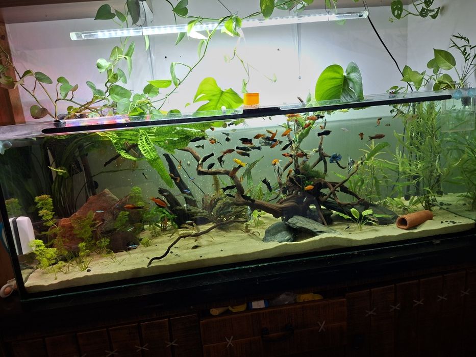 Akwarium 150x50x50 375l1ff666tftmby g