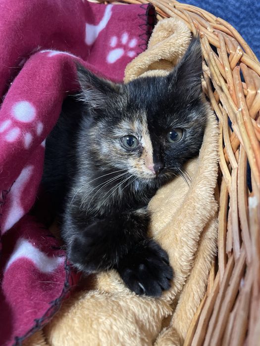кішечка шукає родину