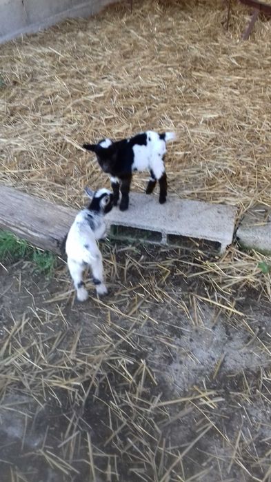Cabrinhas Anãs Lindas