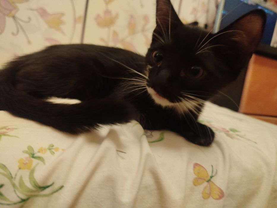 отдам котенка девочку