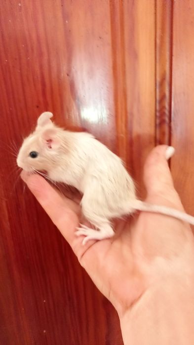 Тваринки декоративні