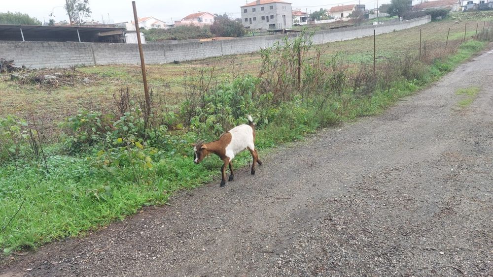Vende se cabras e chibos