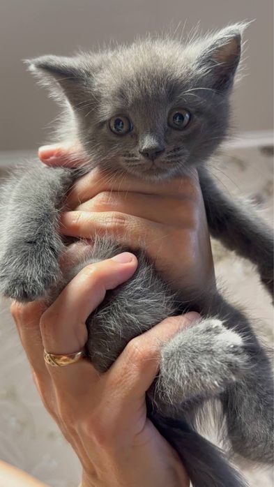 Котята. Серый и шоколадный.