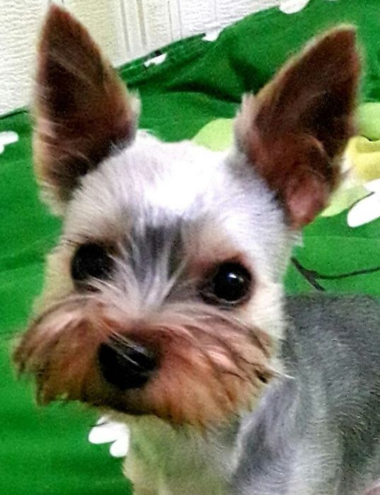 Йорк янчик ищет невесту