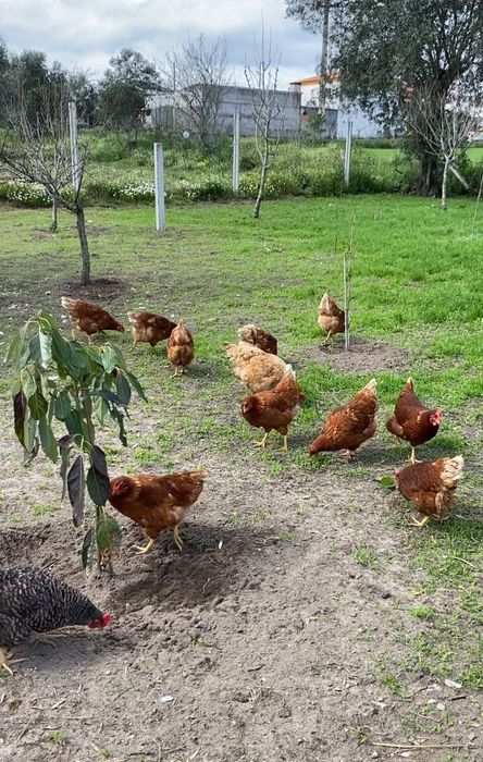 Ovos de galinha CASEIROS