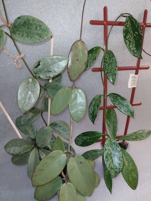 Хойї сільвер долар,нова гост,пубікаліс сільвер