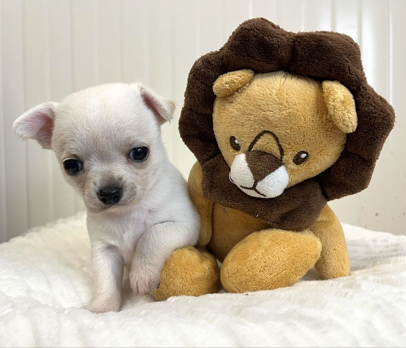 Chihuahua Macho Pelo Curto