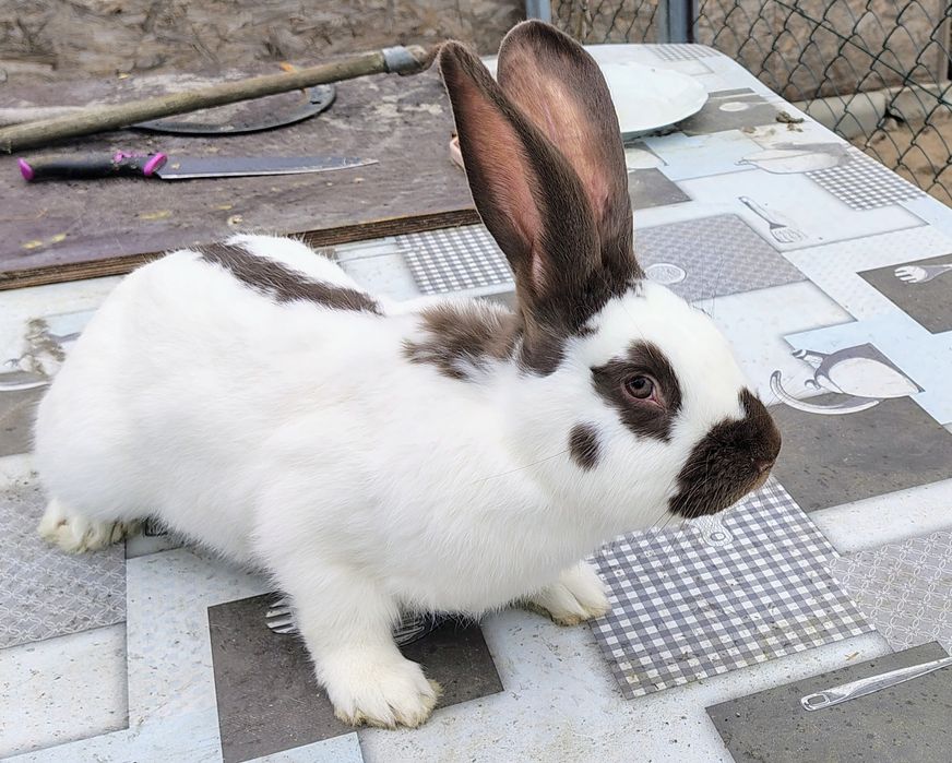Królik Srokacz Niemiecki Hawana Osh