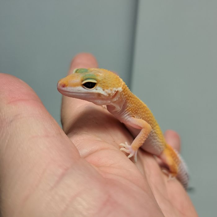 Gekon eublefar lamparci w GRUBY KOCUR Rzeszów