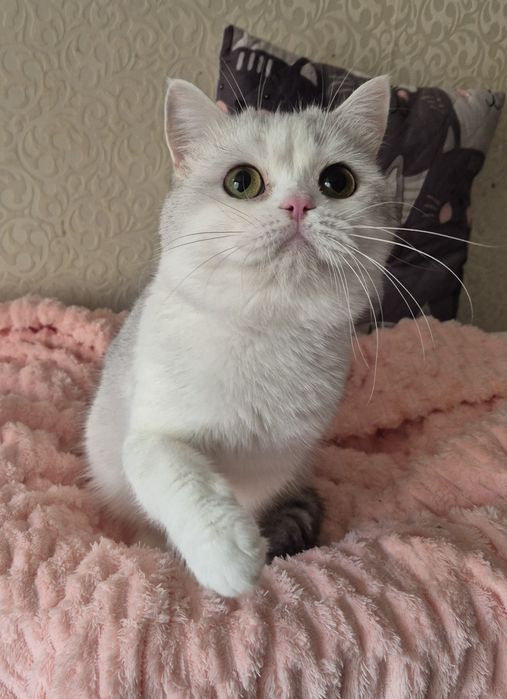Шикарний шотландський прямовухий котик