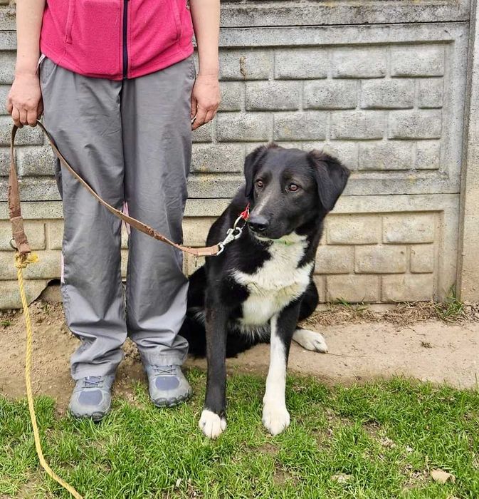 LORI piękna, energiczna suczka , MOŻE mieszkać na zewnątrz do adopcji