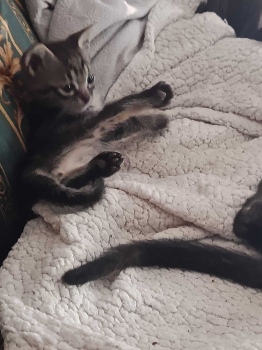 Gatinhos que precisam de amor