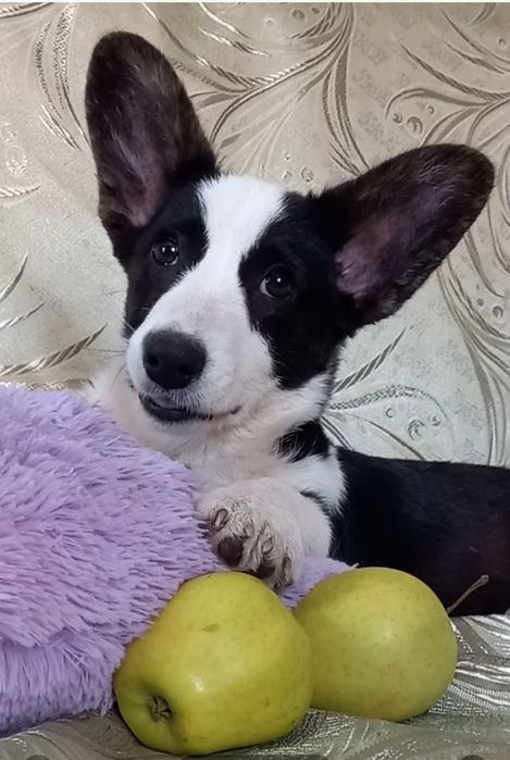 Самая обоятельная и привлекательная , малышка  корги !