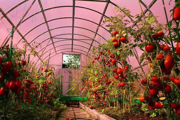 Szklarnia z poliwęglanu NANO na stanie 3x4 3x6 3x8 3x10 3x12